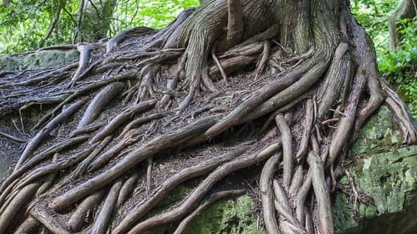 bruce-caves-cool-tree